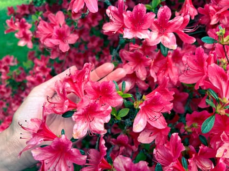 Beautiful bush of pink azalea flower in the park. Pink azalea flowers. Spring bloom. Women's hands gently touch azalea flowers.