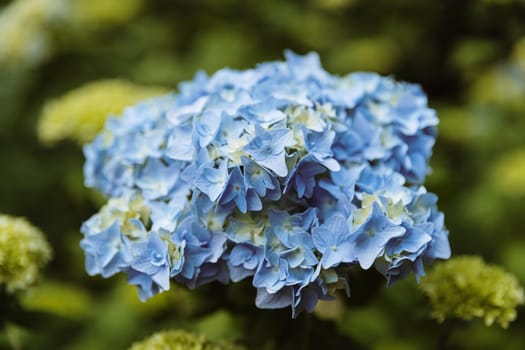 Beautiful view of one flowering inflorescence of light blue hydrangea macrophylla growing on a bush on a spring day in the park, side view very close-up. Concept beautiful nature backgrounds, love flowers.