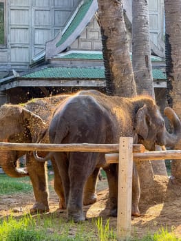 Playful large mammals elephant duo in a tropical sanctuary enjoy a peaceful day in a sanctuary, where they live in harmony with nature and protected from captivity or poaching.