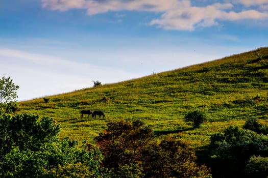 View of a Pair of Horses on a Hill in Spring, Dover, Ohio