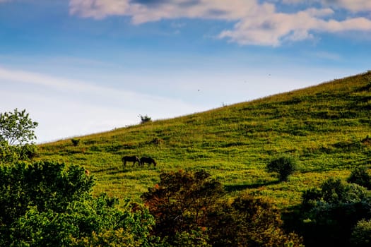 View of a Pair of Horses on a Hill in Spring, Dover, Ohio