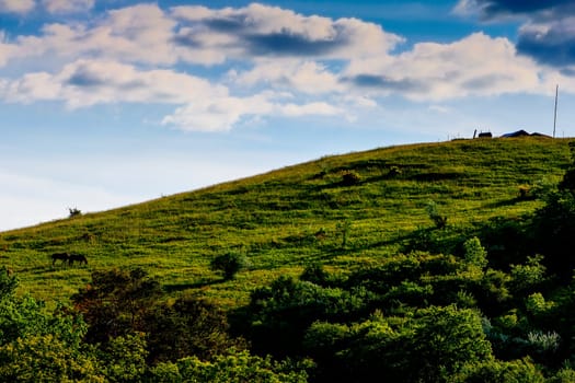 View of a Pair of Horses on a Hill in Spring, Dover, Ohio