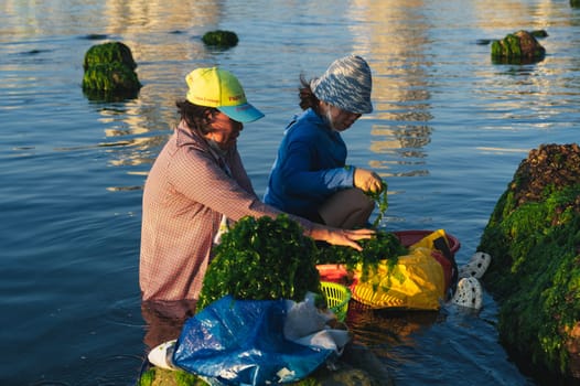 Asian Vietnamese women harvest seaweed algae in sea at beach in Asia. Nha Trang, Vietnam - April 21, 2025
