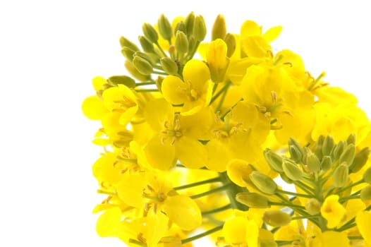 A detailed close-up shot of vibrant yellow rapeseed flowers against a white background, showcasing their delicate petals and buds. Perfect for nature, spring, and agricultural themes