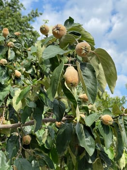 quince tree with fruits leaves