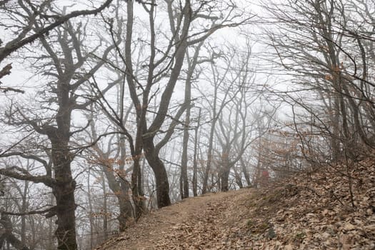 Landscape Forest in Fog on Mountain