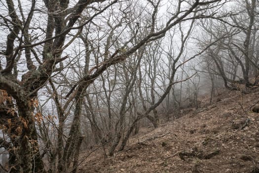 Landscape Forest in Fog on Mountain