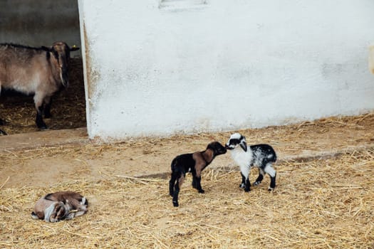Small lambs on the farm herd nice