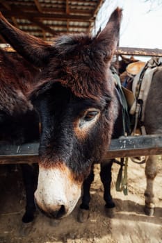 A herd of donkeys in a pen on a farm