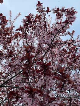 Branches of flowering tree on the background of the sky in spring