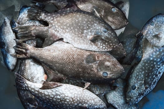 catch of fresh sea fish Balistes capriscus in basket on fishing vessel