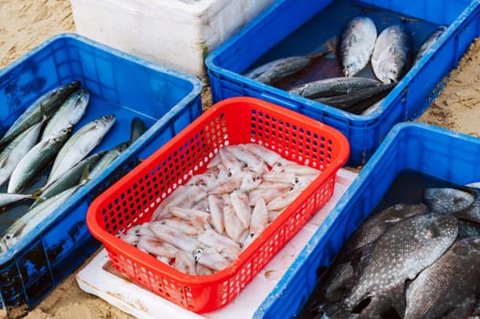 catch of fresh fish and squid at the seafood market in Vietnam in Asia