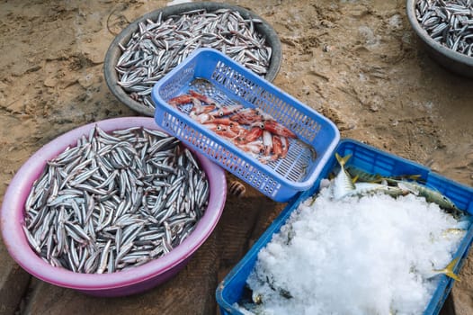 catch of fresh sea fish and squid in baskets at the seafood market in Vietnam in Asia