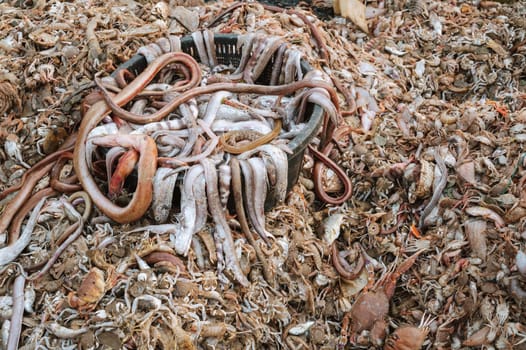 Pile of marine fish and seafood in the Asian sea market in Vietnam in Asia. Catch fresh sea fish on the deck of a fishing ship boat