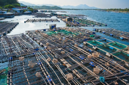 Shrimp and fish farming farm with fishing cages and nets on water in sea bay in Vietnam in Asia in summer. Aerial top view