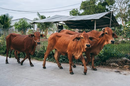 herd of cows walks down the street in village in Asia in Vietnam