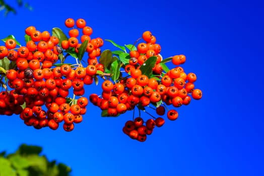 Pyracantha sp. - ornamental plant with red - yellow fruits with seeds against blue sky in garden