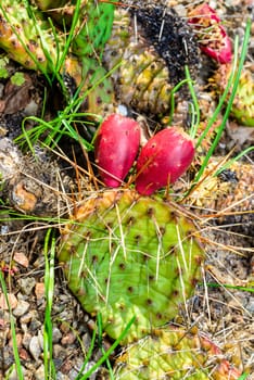Opuntia robusta - prickly frost-resistant cactus opuntia with red fruits in autumn in the garden, Ukraine