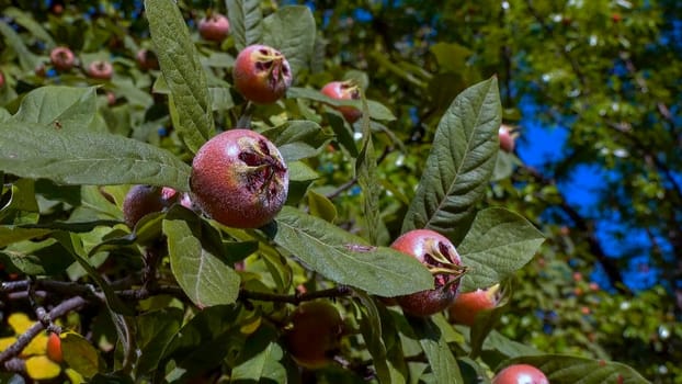 The medlar or common medlar - Mespilus germanica, brown edible sweet fruit with seeds on the background of green leaves in the garden, Ukraine