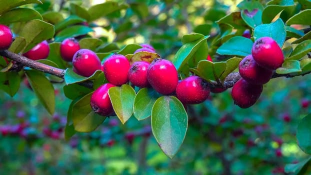 Red fruits on a bush Cotoneaster  - Angiosperms, Rosaceae, Malinae in Odessa garden