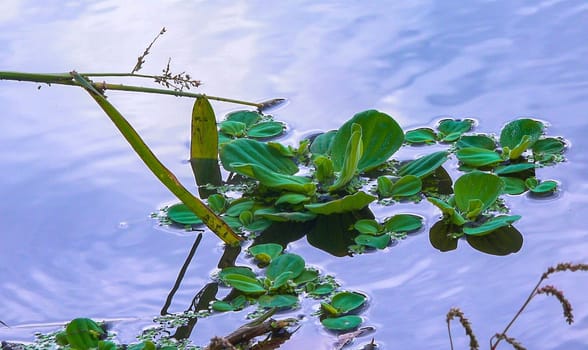 Floating aquatic plants Pistia stratiotes in a stagnant pond