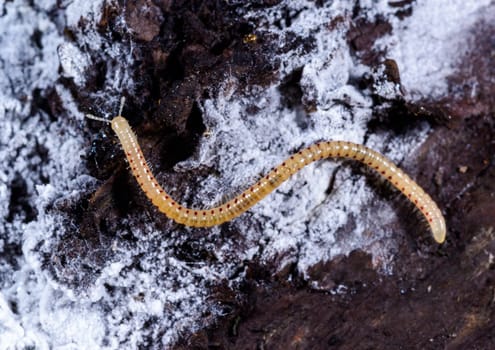 Spotted snake millipede Blaniulus guttulatus, centipede feeds on fungal hyphae on rotten wood of an old tree stump
