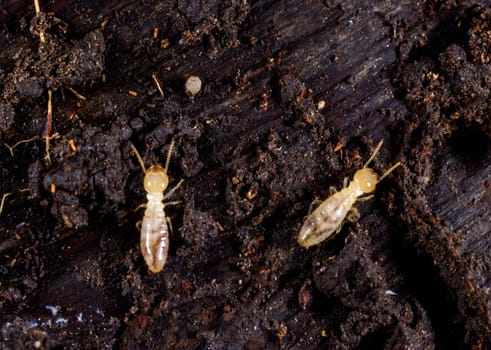 Subterranean termites Reticulitermes lucifugus, termites living under rotten wood old tree stump