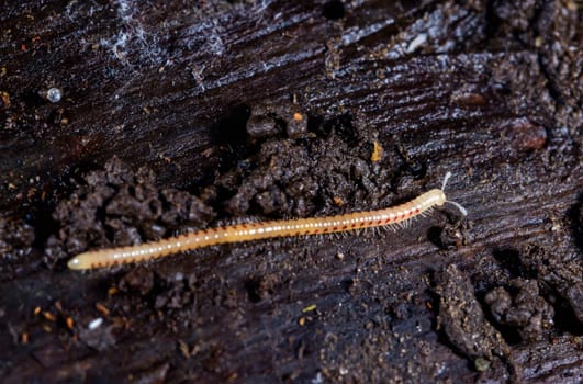 Spotted snake millipede Blaniulus guttulatus, centipede on rotten wood under an old tree stump
