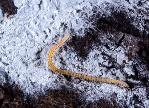 Spotted snake millipede Blaniulus guttulatus, centipede feeds on fungal hyphae on rotten wood of an old tree stump