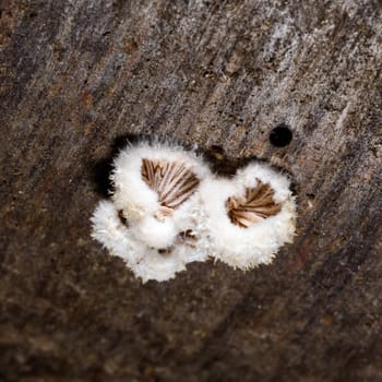 Split gill mushroom Schizophyllum commune, saprotrophic fungus growing on the stump of a cut deciduous tree
