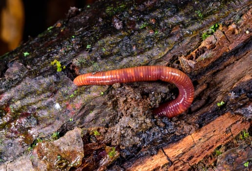 Red earthworm in a hole in the ground under the stump of an old tree