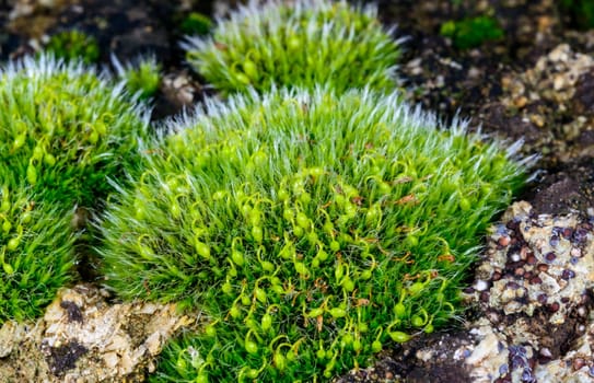 Grey-cushioned Grimmia pulvinata, green moss with young sporophytes on stones in spring