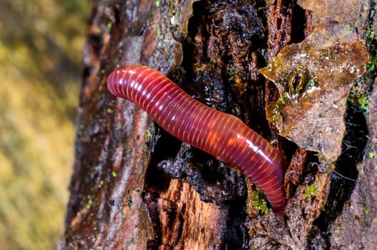 Red earthworm in a hole in the ground under the stump of an old tree