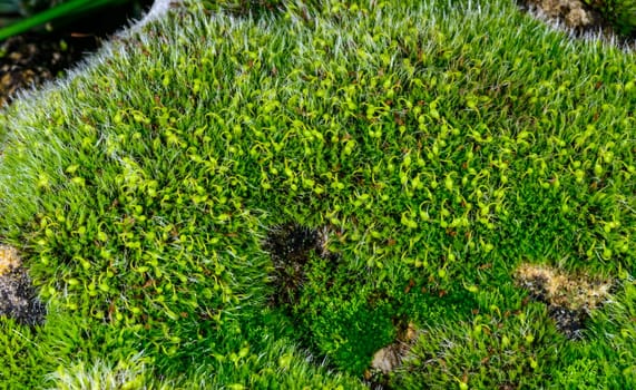 Grey-cushioned Grimmia pulvinata, green moss with young sporophytes on stones in spring
