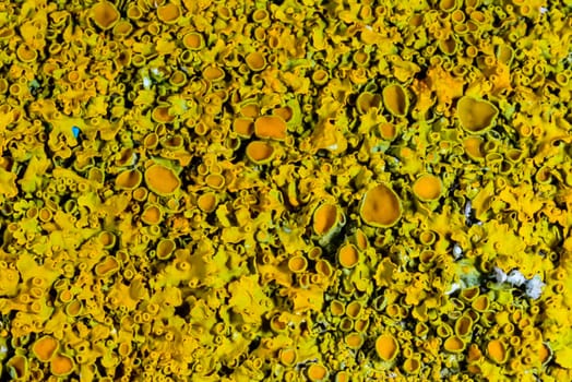 Xanthoria parietina, reproductive organs with spores of apothecia and perithecia on lichen in autumn