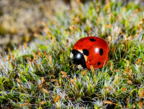 Coccinella septempunctata, the common ladybug, beetle crawling among green moss in the garden in autumn