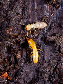 Subterranean termites Reticulitermes lucifugus, termites living under rotten wood old tree stump