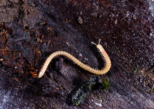 Spotted snake millipede Blaniulus guttulatus, centipede on rotten wood under an old tree stump