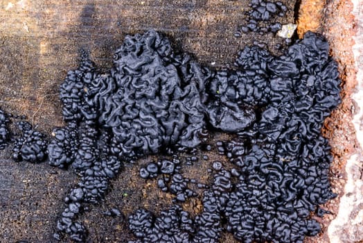 Exidia nigricans, saprotrophic fungus growing on an old rotten stump of a large deciduous tree