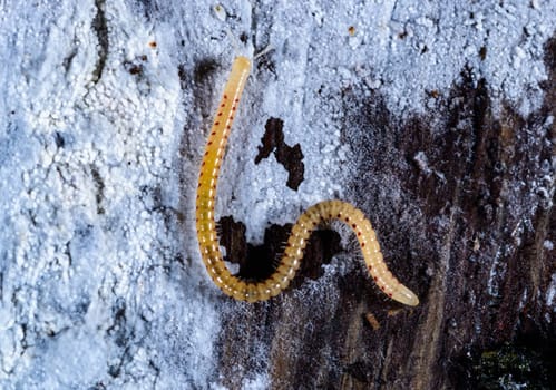 Spotted snake millipede Blaniulus guttulatus, centipede feeds on fungal hyphae on rotten wood of an old tree stump
