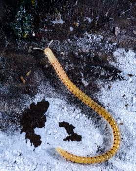 Spotted snake millipede Blaniulus guttulatus, centipede feeds on fungal hyphae on rotten wood of an old tree stump