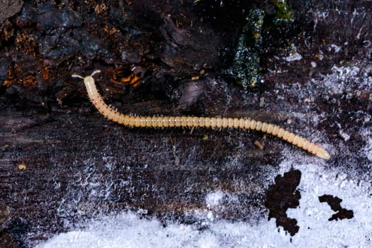 Spotted snake millipede Blaniulus guttulatus, centipede feeds on fungal hyphae on rotten wood of an old tree stump
