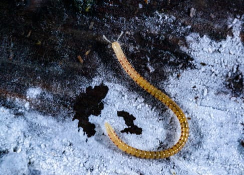 Spotted snake millipede Blaniulus guttulatus, centipede feeds on fungal hyphae on rotten wood of an old tree stump