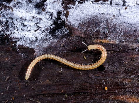 Spotted snake millipede Blaniulus guttulatus, centipede feeds on fungal hyphae on rotten wood of an old tree stump