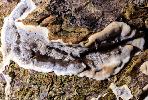 Bjerkandera fumosa, saprotrophic fungus growing on an old rotten stump of a large deciduous tree