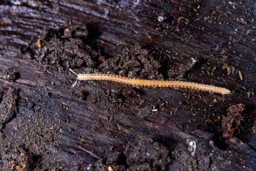Spotted snake millipede Blaniulus guttulatus, centipede on rotten wood under an old tree stump