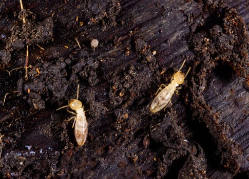 Subterranean termites Reticulitermes lucifugus, termites living under rotten wood old tree stump