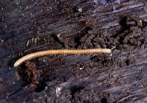 Spotted snake millipede Blaniulus guttulatus, centipede on rotten wood under an old tree stump