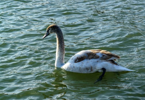 Mute swan Cygnus olor, young swan with gray plumage swims in a salt estuary in winter, Ukraine