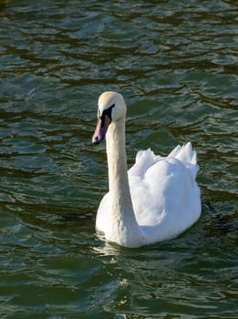 Mute swan Cygnus olor, adult white swan swimming near the shore in a salt estuary in winter, Ukraine